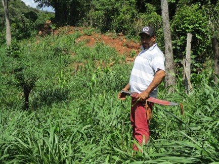 Establecimiento de 20 hectáreas de Sistemas Silvopastoriles
