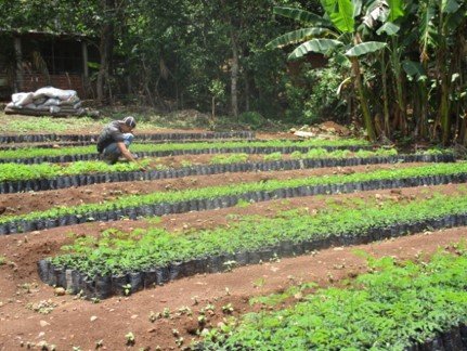 Establecimiento de Viveros de Plantas Forestales y Frutales (10,400 plantas forestales y 469 frutales).