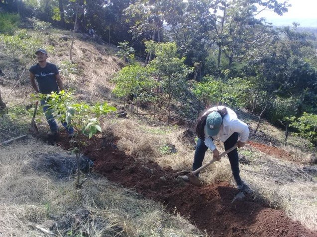 Establecimiento de 1500 metros lineales de acequias de infiltración y siembra de 6,000 hijuelos de piña.