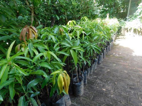 Establecimiento de 30 hectareas y mantenimiento de 10 hectareas de sistema agroforestal y silvopastoriles en el sector sur del embalse Cerron Grande.