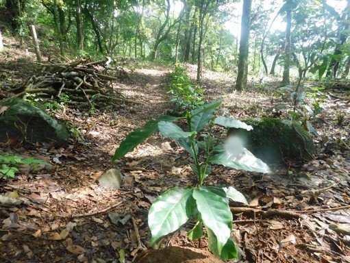 Restauracion de ecosistemas mediante el establecimiento y/o seguimiento de 22 hectareas de sistemas agrooforestaies y el establecimiento y/o seguimiento de 22 hectareas de sistemas sivopastoriles.